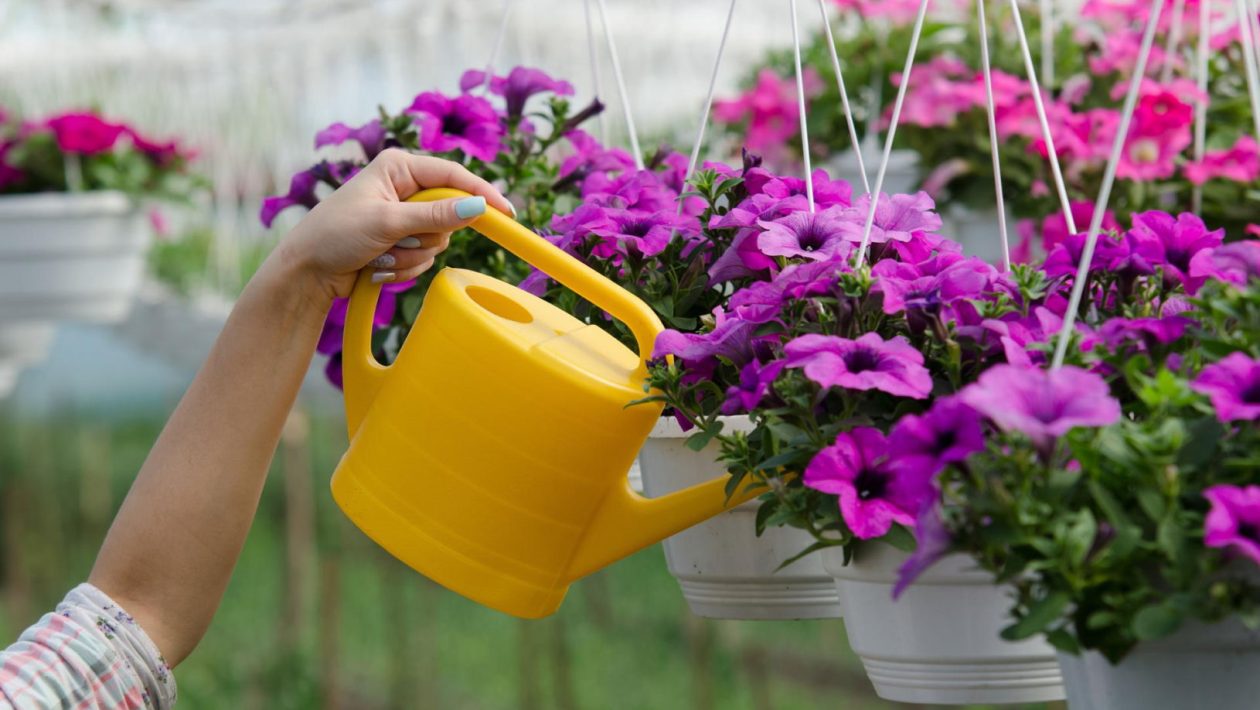 Balcony flower care Pour half a glass into a bucket of water and water the balcony flower plants. They will be crazy with flowers all summer long. Homemade surfinia fertilizer