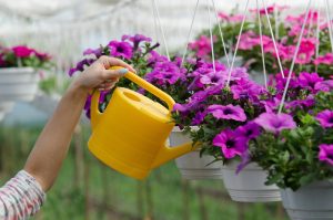 Balcony flower care Pour half a glass into a bucket of water and water the balcony flower plants. They will be crazy with flowers all summer long. Homemade surfinia fertilizer