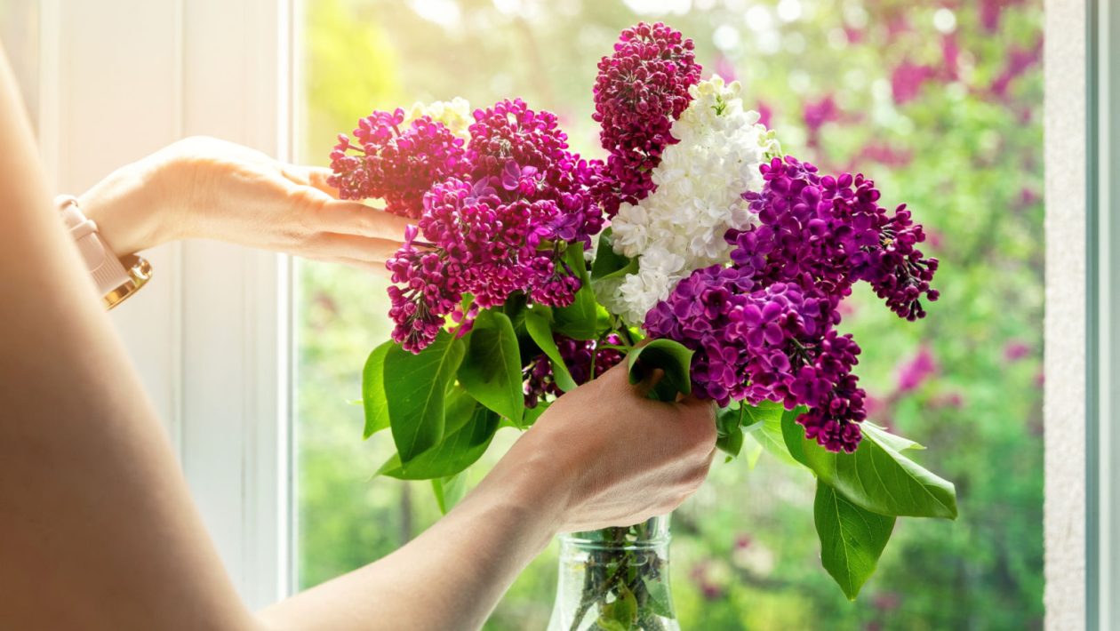 Cut flowers A plant expert warns against placing lilacs in a vase. He talks about an "aggressive monster." Cut lilac in a vase and pests