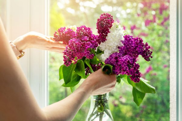 Cut flowers A plant expert warns against placing lilacs in a vase. He talks about an "aggressive monster." Cut lilac in a vase and pests