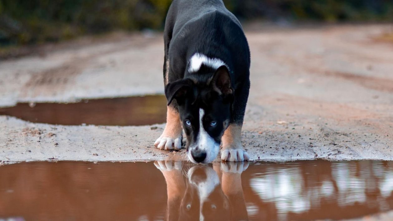 Dog habits Can a dog drink water from a puddle? The renowned veterinarian sets one condition