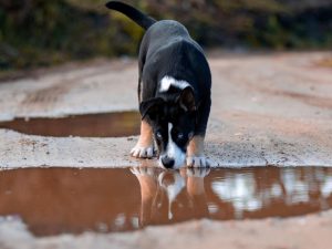 Dog habits Can a dog drink water from a puddle? The renowned veterinarian sets one condition