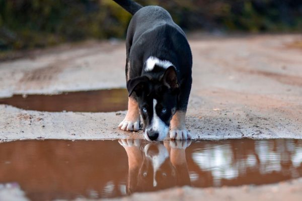 Dog habits Can a dog drink water from a puddle? The renowned veterinarian sets one condition