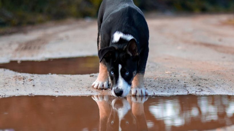 Dog habits Can a dog drink water from a puddle? The renowned veterinarian sets one condition