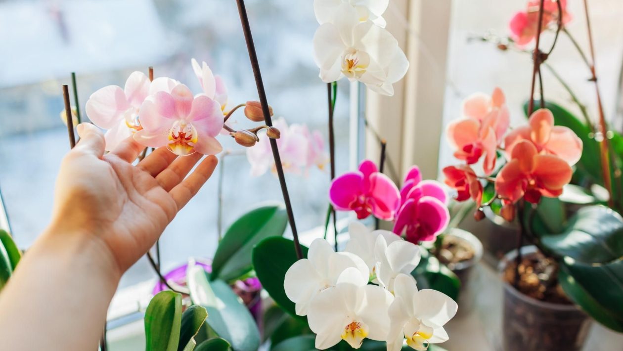 Potted flowers After breakfast, grate it and throw it into the pot with the orchid. The orchid will be full of flowers this month. Stimulating orchid fertilizer for free