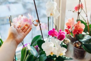 Potted flowers After breakfast, grate it and throw it into the pot with the orchid. The orchid will be full of flowers this month. Stimulating orchid fertilizer for free