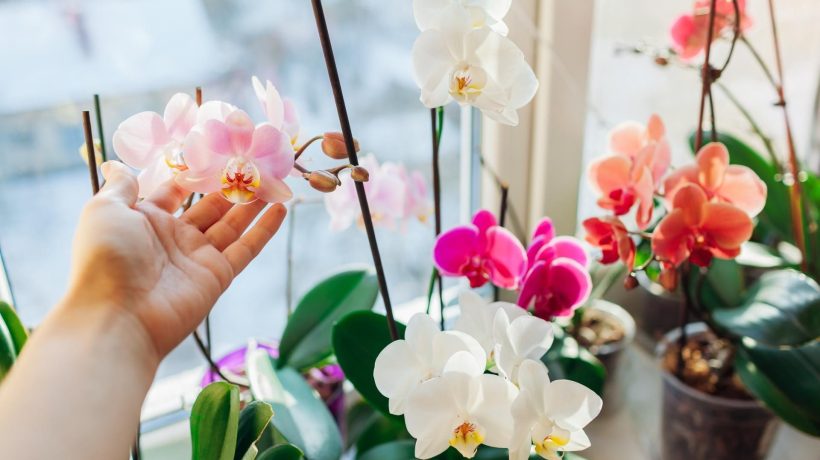 Potted flowers After breakfast, grate it and throw it into the pot with the orchid. The orchid will be full of flowers this month. Stimulating orchid fertilizer for free