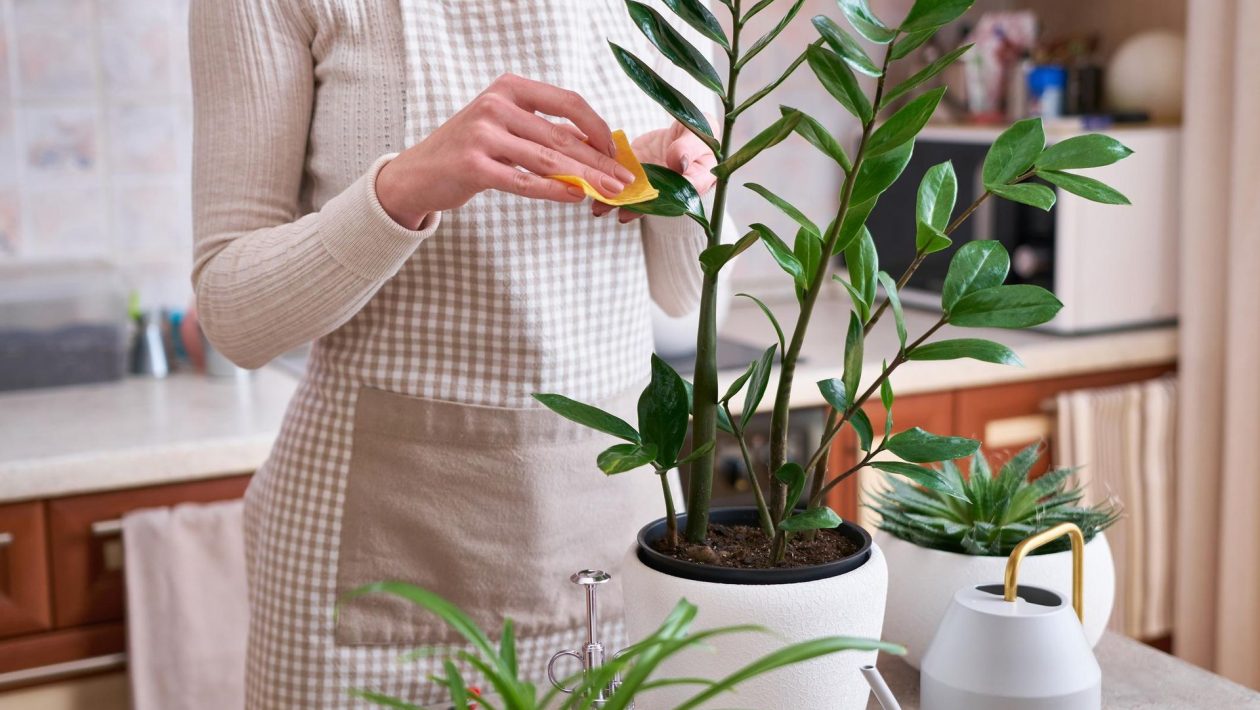 Potted flowers Pour a few handfuls into a pot with zamioculcas. The plant will quickly take on a beautiful appearance and even a wasted flower will start to grow. Conditioner for zamioculcas