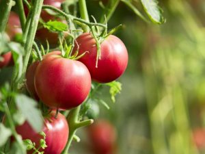 Plant diseases Just 40 drops of this forgotten liquid will save tomatoes from potato blight. Just spray them generously and the tomato bushes will recover and start bearing fruit without any problems.