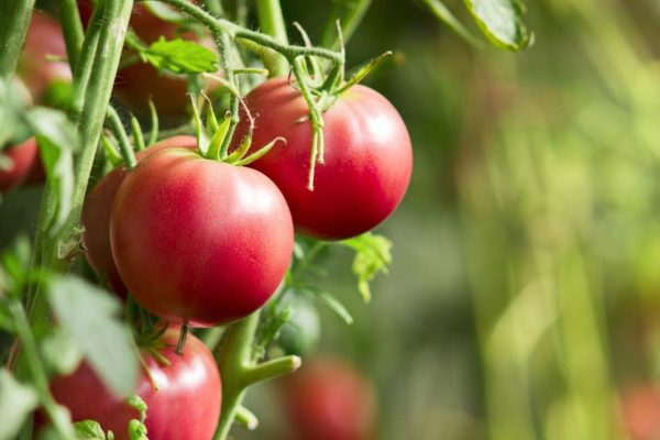 Plant diseases Just 40 drops of this forgotten liquid will save tomatoes from potato blight. Just spray them generously and the tomato bushes will recover and start bearing fruit without any problems.