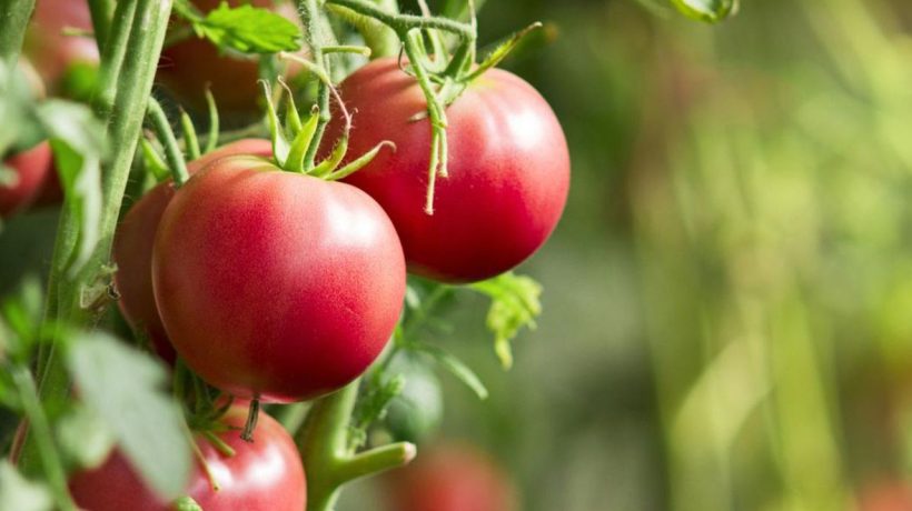 Plant diseases Just 40 drops of this forgotten liquid will save tomatoes from potato blight. Just spray them generously and the tomato bushes will recover and start bearing fruit without any problems.