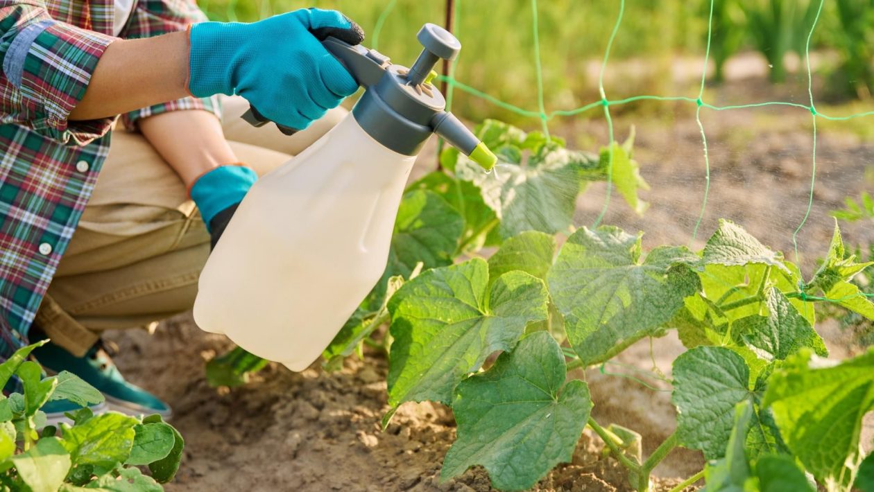 Spring in the garden Mix this powder and water the cucumbers right after planting them in the ground. This way you will strengthen the roots and shoots so that the cucumbers grow like crazy. Homemade fertilizer for cucumbers