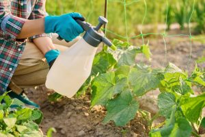Spring in the garden Mix this powder and water the cucumbers right after planting them in the ground. This way you will strengthen the roots and shoots so that the cucumbers grow like crazy. Homemade fertilizer for cucumbers