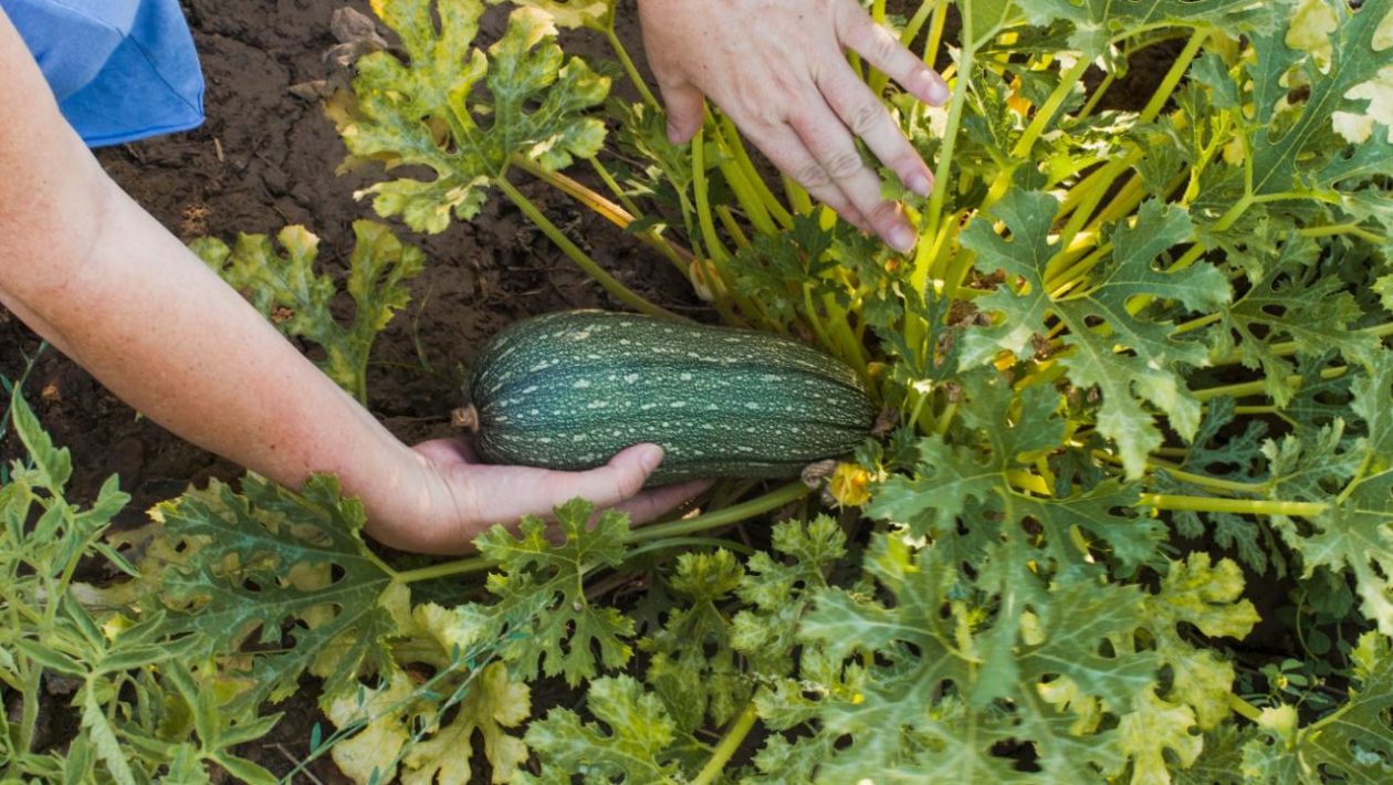 Practical advice Instead of throwing it away, fill it with water and water the zucchini. It will grow like never before