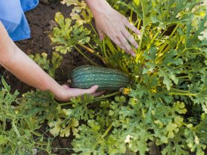 Practical advice Instead of throwing it away, fill it with water and water the zucchini. It will grow like never before