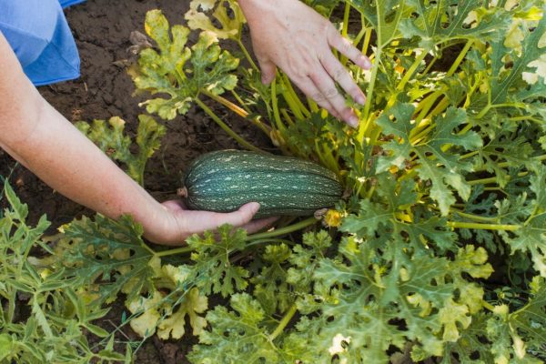 Practical advice Instead of throwing it away, fill it with water and water the zucchini. It will grow like never before
