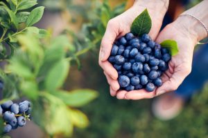 Gardening tips Avoid this when watering blueberries. This mistake will destroy your crops
