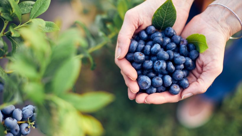 Gardening tips Avoid this when watering blueberries. This mistake will destroy your crops