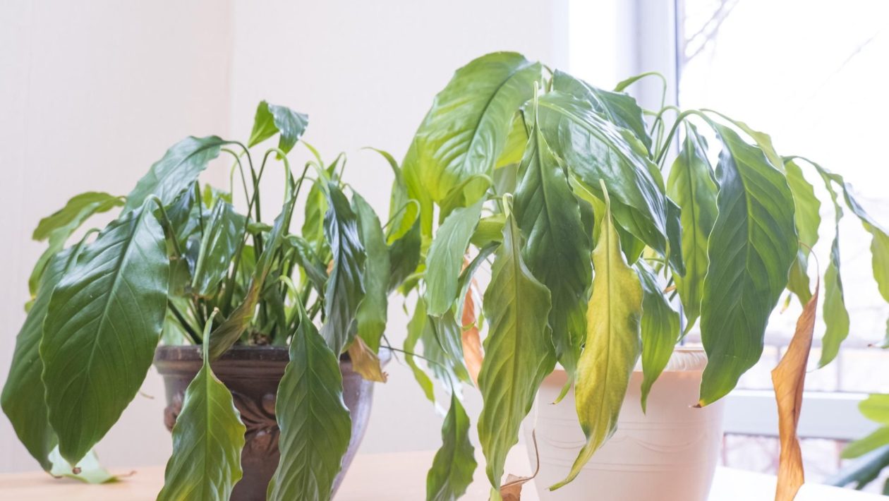 The magic of plants at home Don't hesitate and immediately throw this plant out of your house. It is a magnet for misfortune and negative energy. Plants that bring bad luck