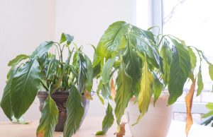 The magic of plants at home Don't hesitate and immediately throw this plant out of your house. It is a magnet for misfortune and negative energy. Plants that bring bad luck