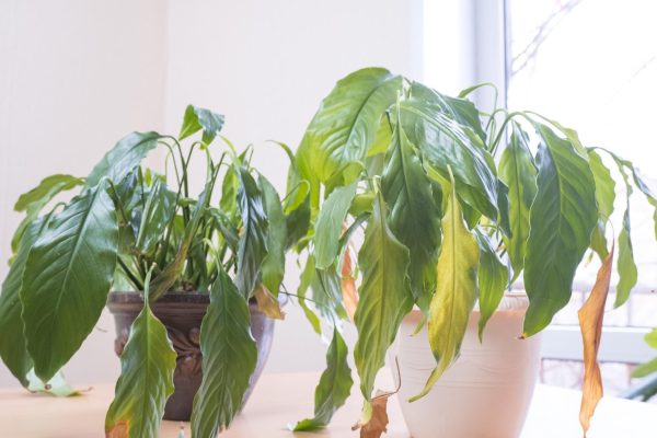 The magic of plants at home Don't hesitate and immediately throw this plant out of your house. It is a magnet for misfortune and negative energy. Plants that bring bad luck