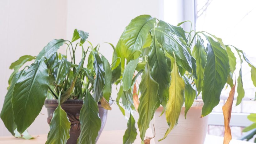The magic of plants at home Don't hesitate and immediately throw this plant out of your house. It is a magnet for misfortune and negative energy. Plants that bring bad luck