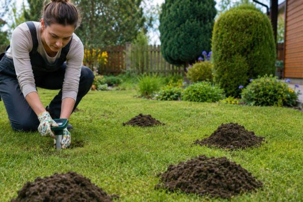 Tips for gardeners How to effectively get rid of mole from the garden? Natural ways to create a perfect lawn