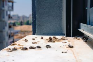 Cleaning up after birds Spray generously on dirty window sills. It will dissolve pigeon droppings and disinfect the surface. Cleaning window sills from bird droppings