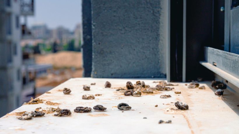 Cleaning up after birds Spray generously on dirty window sills. It will dissolve pigeon droppings and disinfect the surface. Cleaning window sills from bird droppings