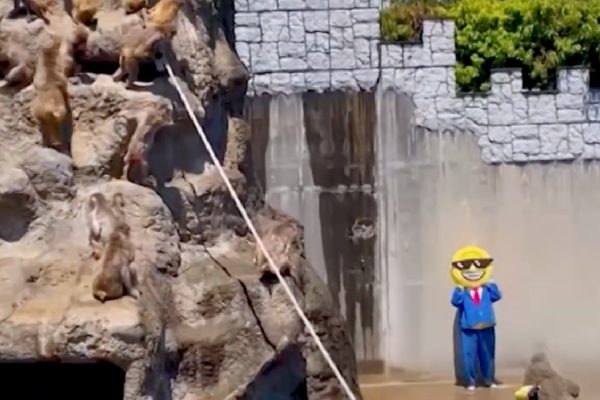 Masked man breaks into monkey cage at Japanese zoo and ends up detained