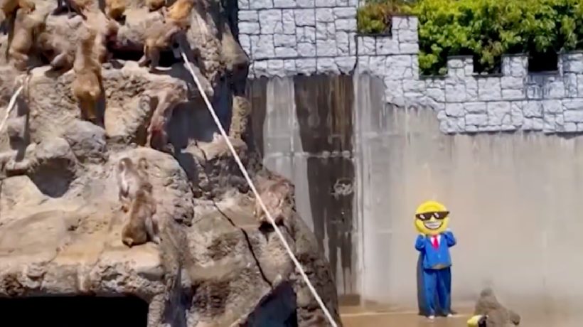 Masked man breaks into monkey cage at Japanese zoo and ends up detained