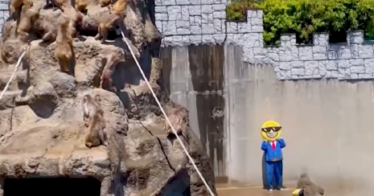 Masked man breaks into monkey cage at Japanese zoo and ends up detained
