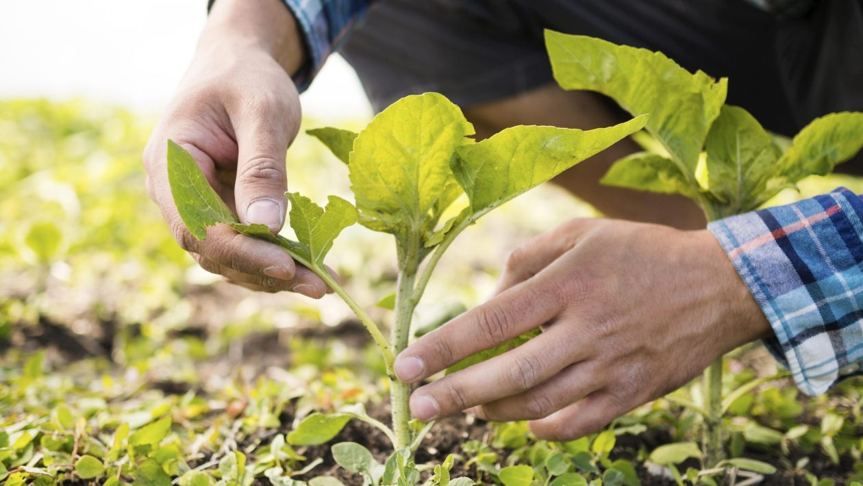 Experts gather in the Algarve for organic farming days