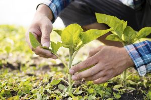 Experts gather in the Algarve for organic farming days