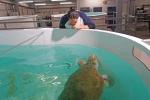 Molly turtle arrives at Zoomarine for recovery process