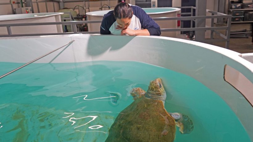 Molly turtle arrives at Zoomarine for recovery process