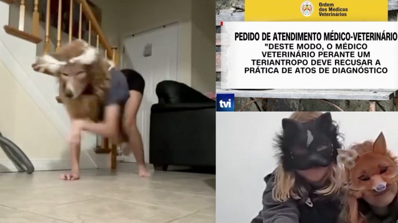 Order of Veterinarians guarantees that there is no record of Therians in Portuguese clinics… but warns