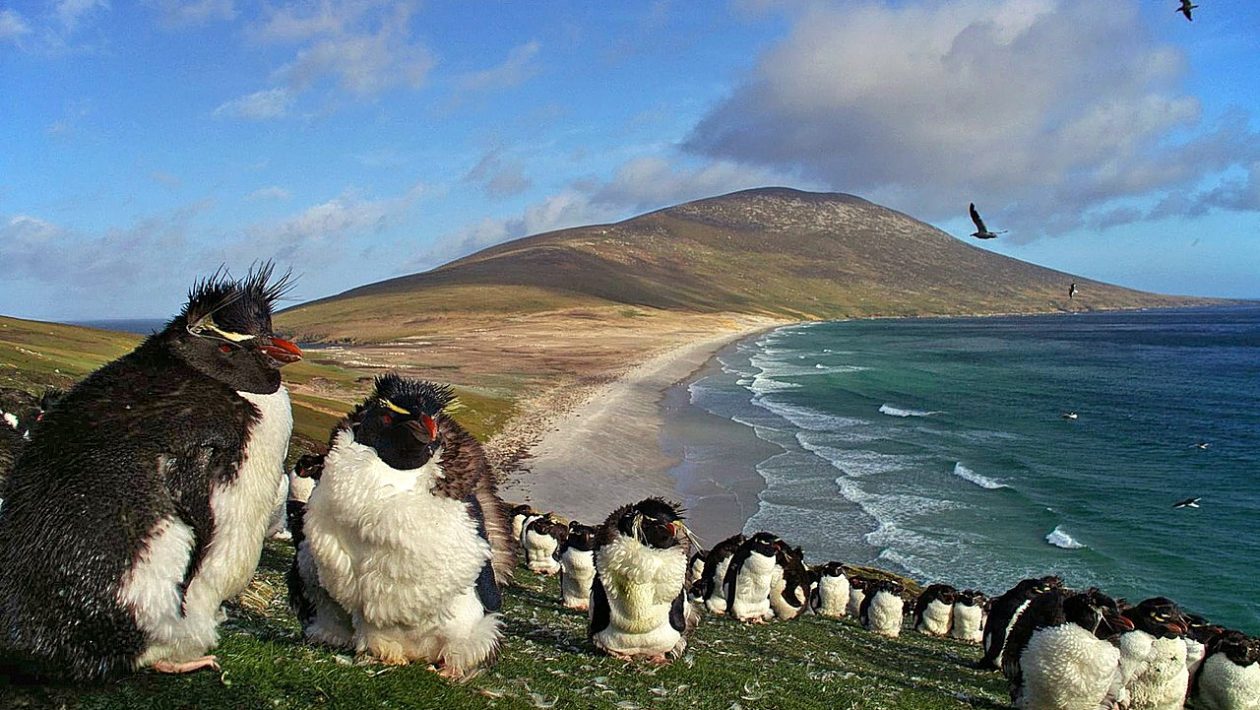 Are the Falkland Islands Donald Trump's new 'dealing card'?