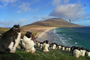 Are the Falkland Islands Donald Trump's new 'dealing card'?