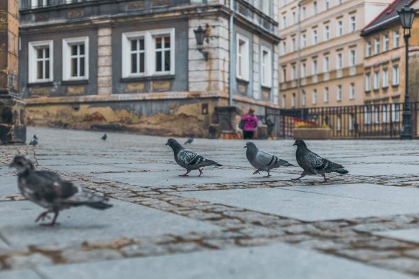 Expert advice: this is what you should put on your door or in your garden to keep pigeons away