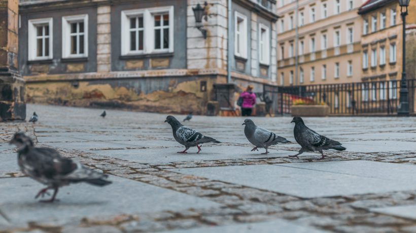 Expert advice: this is what you should put on your door or in your garden to keep pigeons away