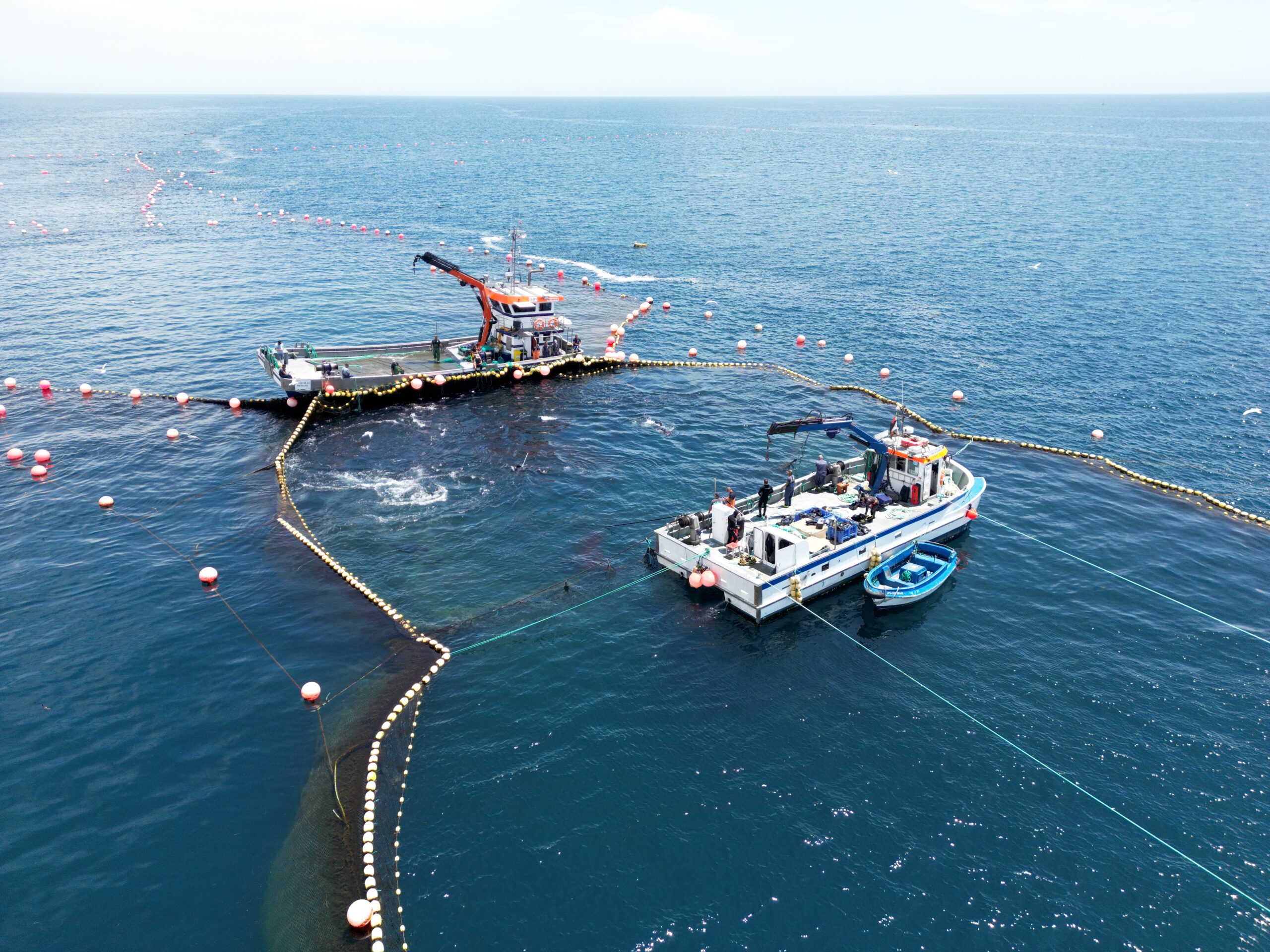 Bluefin tuna weighing more than 100 kilos caught in Tavira opens new fishing campaign