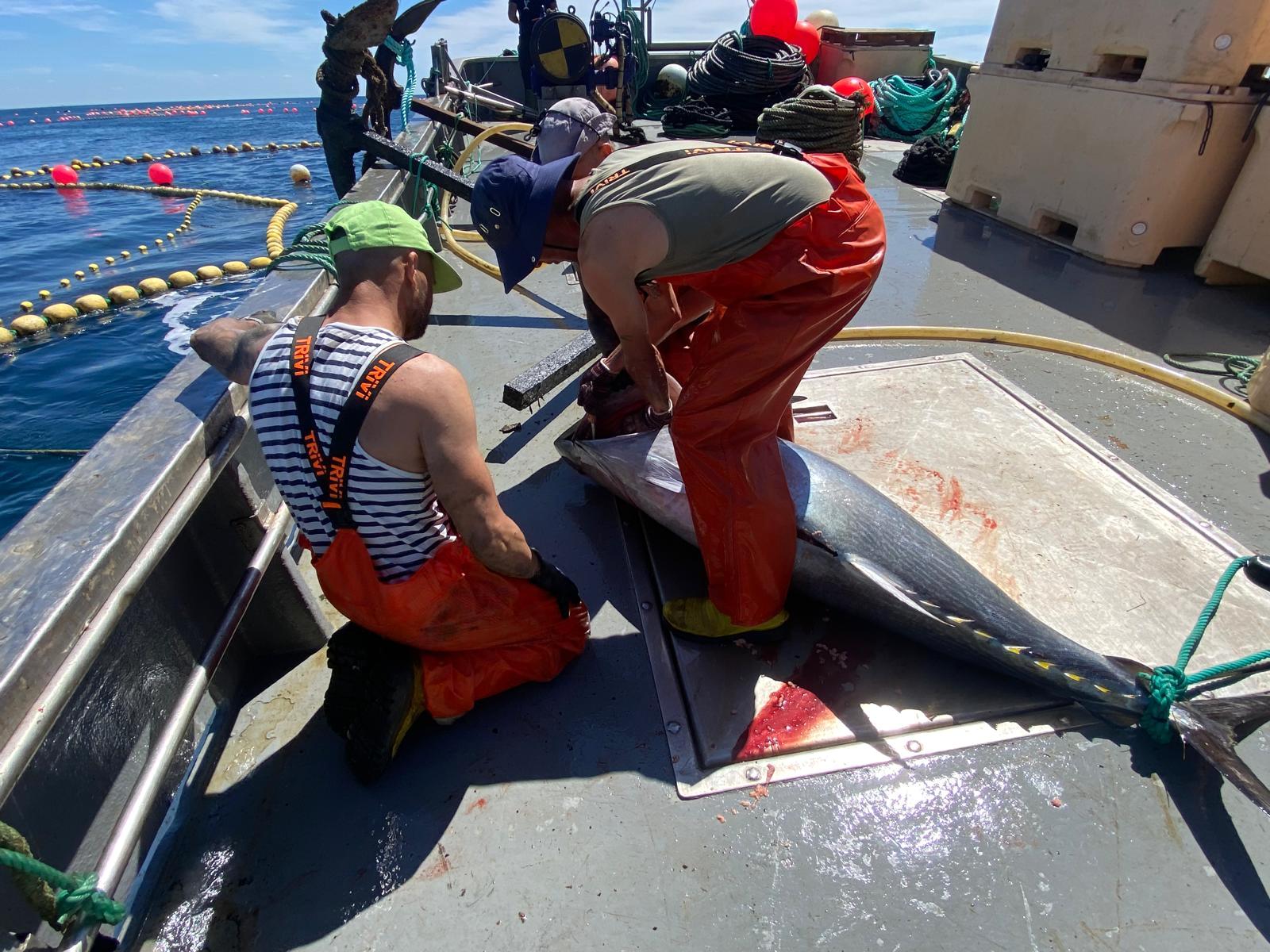 Bluefin tuna weighing more than 100 kilos caught in Tavira opens new fishing campaign