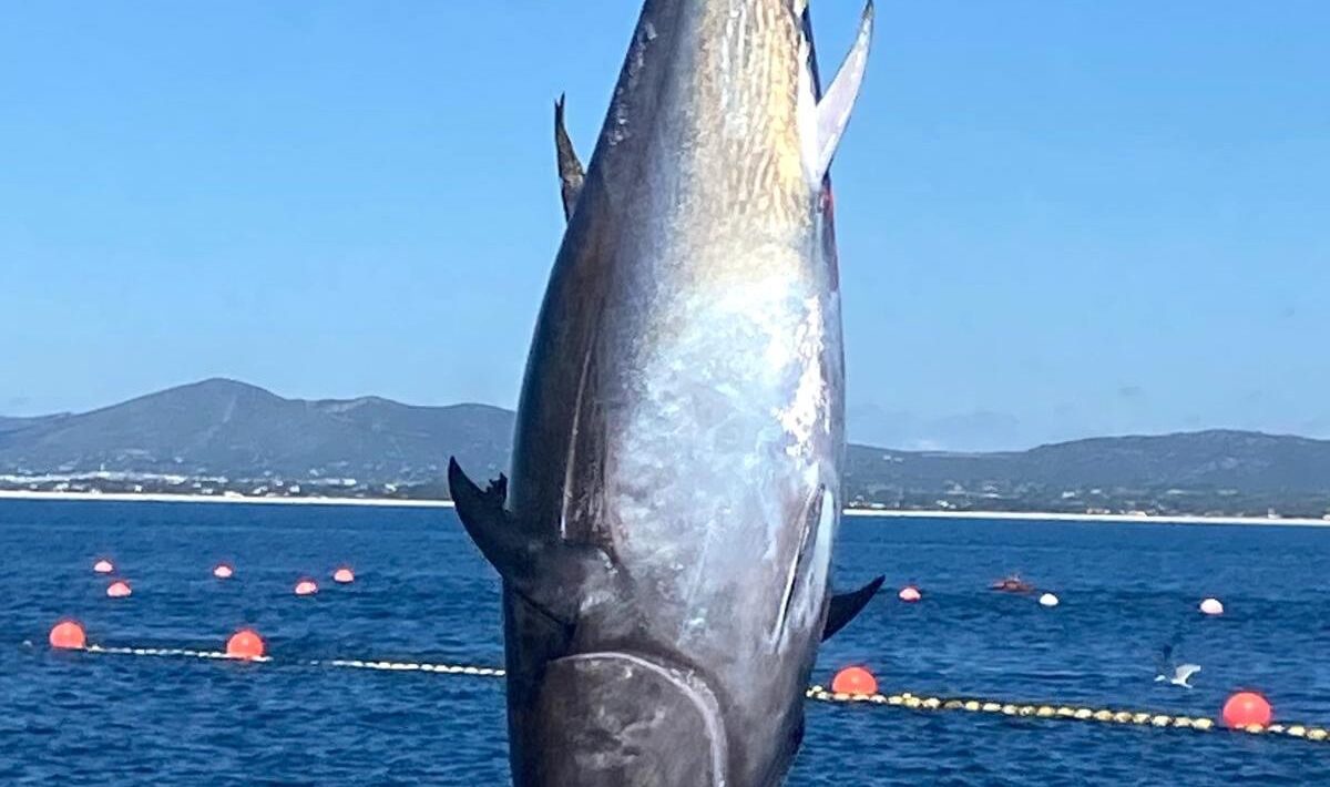 Bluefin tuna weighing more than 100 kilos caught in Tavira opens new fishing campaign