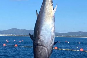 Bluefin tuna weighing more than 100 kilos caught in Tavira opens new fishing campaign