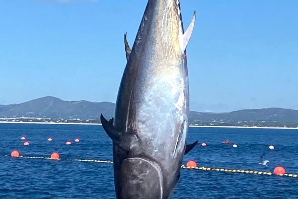 Bluefin tuna weighing more than 100 kilos caught in Tavira opens new fishing campaign