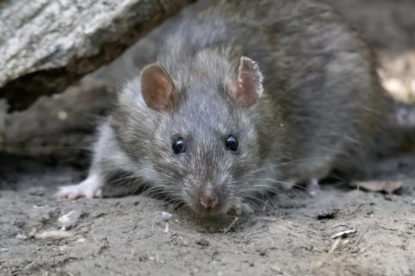 An expert zoologist warns that in Patagonia "the risk of a hantavirus epidemic is changing and growing"