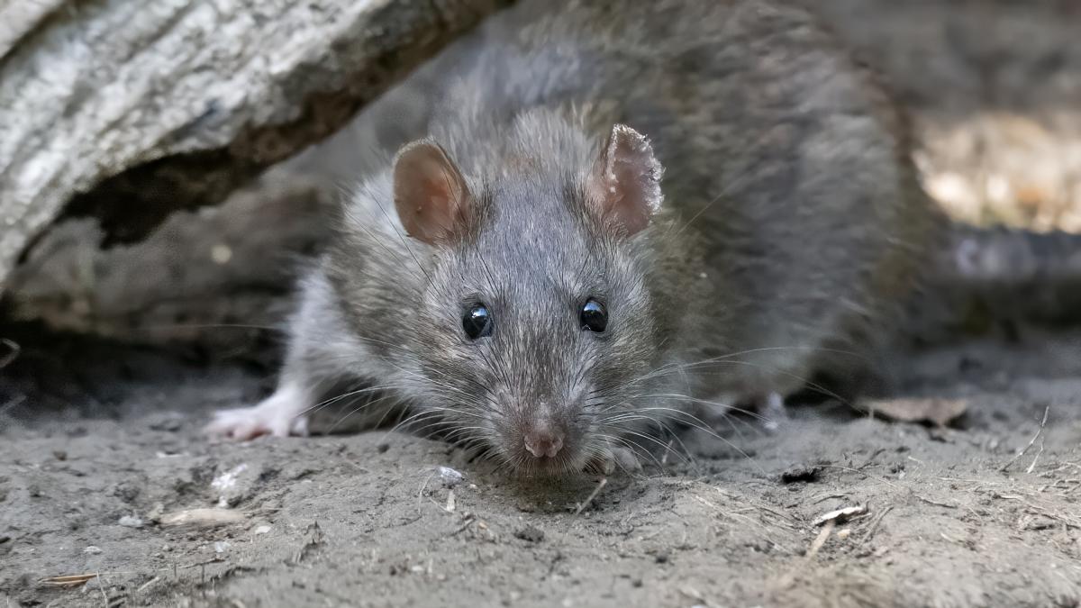 An expert zoologist warns that in Patagonia "the risk of a hantavirus epidemic is changing and growing"