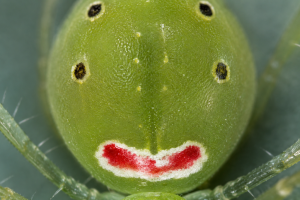 Theridion himalayana. Crédito: Foto AI