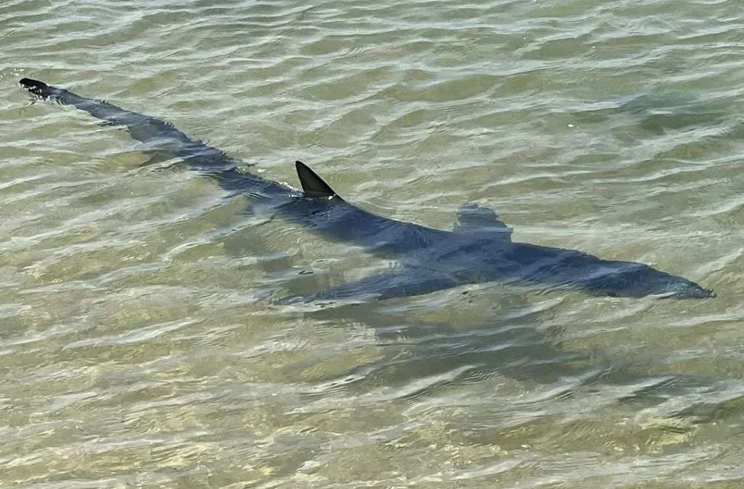People warn about the presence of a blue shark near Armona Island